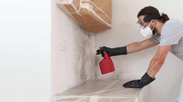 Professional Basement Mold Remediation technician working in Mitchells, VA