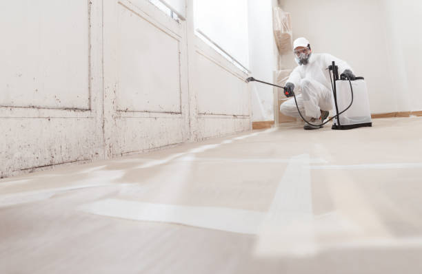 24/7 Emergency Basement Mold Remediation experts in Mitchells, VA