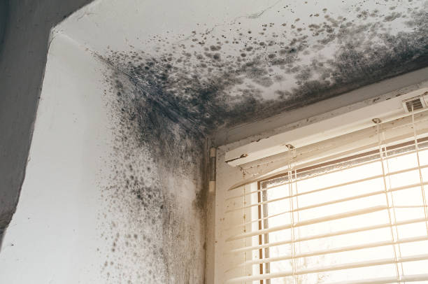 Affordable Basement Mold Remediation solutions in Mitchells, VA
