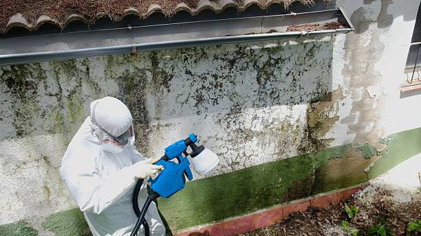 Top rated local Basement Mold Remediation specialists in Mitchells, VA